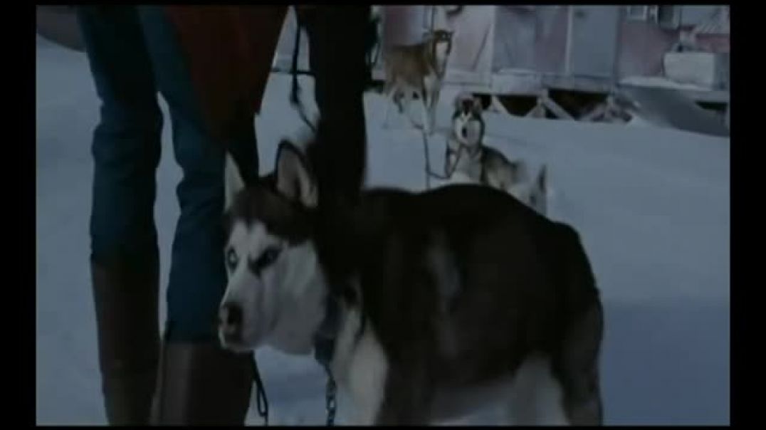 The more I learn about people the more I love dogs  _Eight Below_, music- Enigma _Moment of peace_
