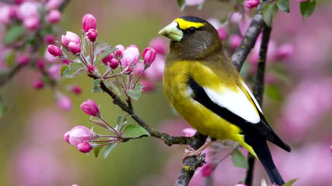Утреннее пение птиц в лесу Звуки природы без музыки[Low,480x360, Webm]
