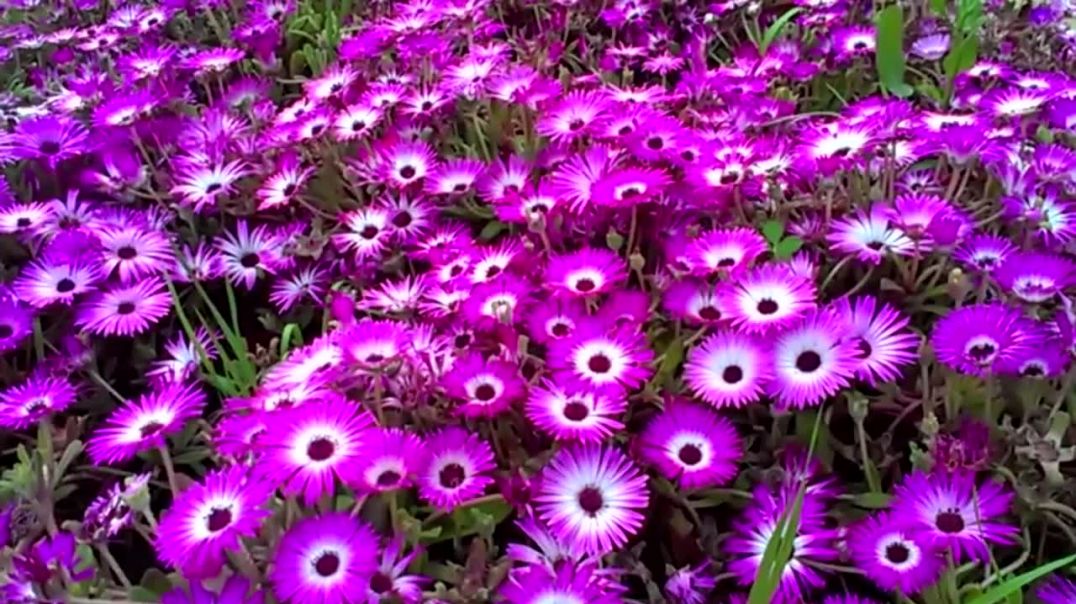 Royalty Free HD Nature Video | Dark Pink (Purple) Ice Flowers or Mesembrynthemum