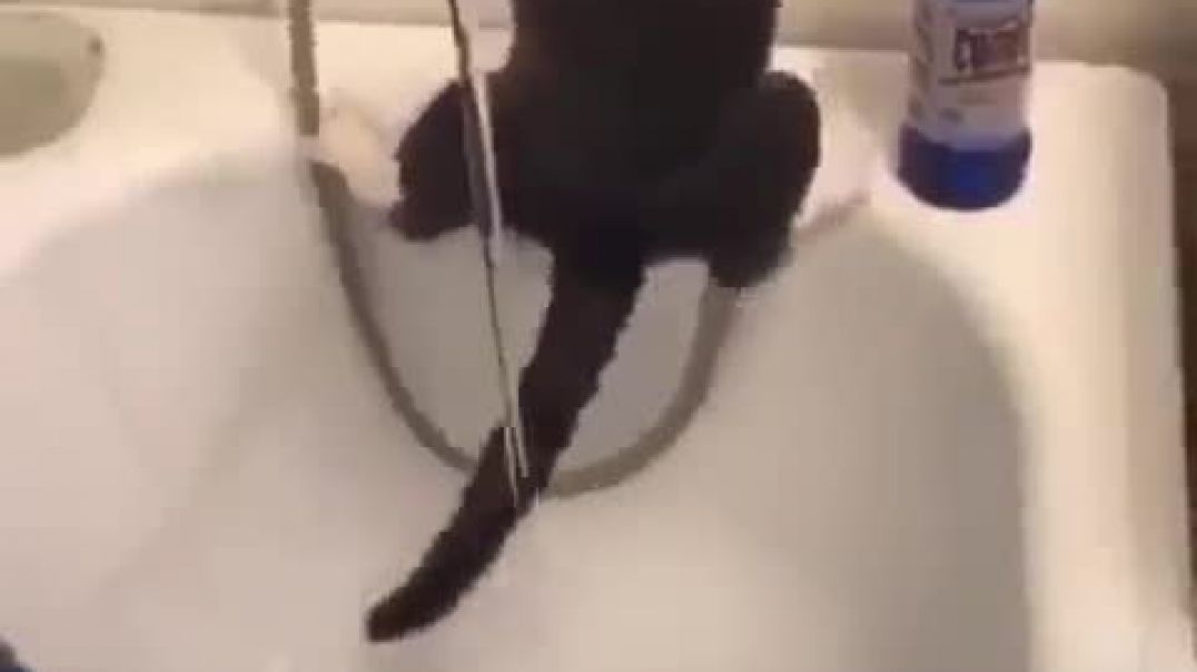 Кот купается ванной.