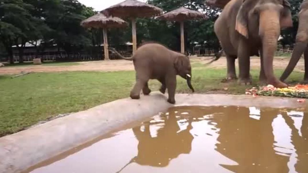 Слонёнок купается
