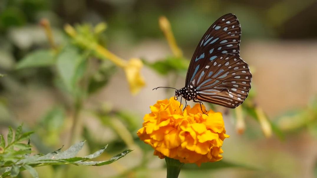 Бабочка на цветке HD 720p