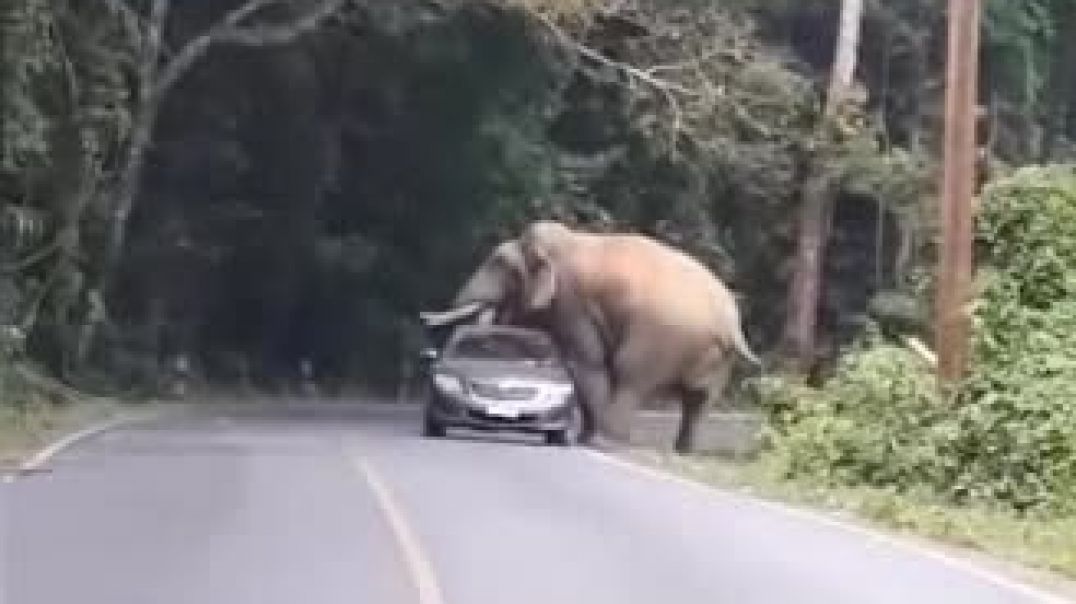 Проверка на дорогах.Слон не пропускает машину