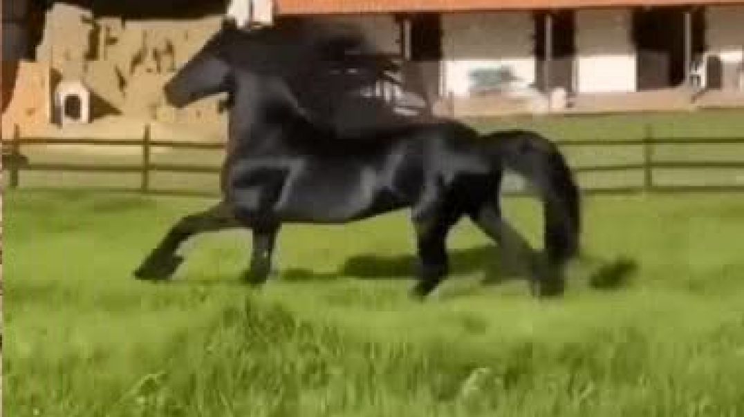 Красавец чёрный конь