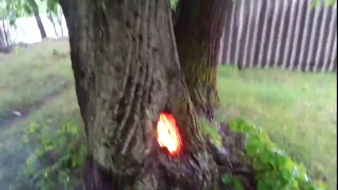 Молния попала в дерево и оно горит внутри ствола
