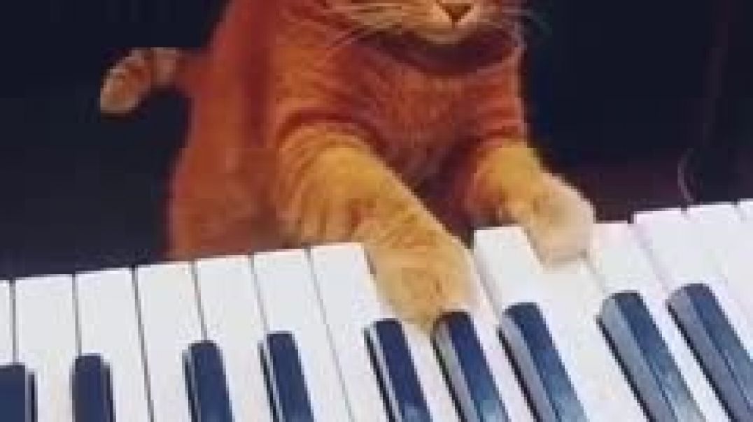 Кот сыграл на синтезаторе и стал звездой