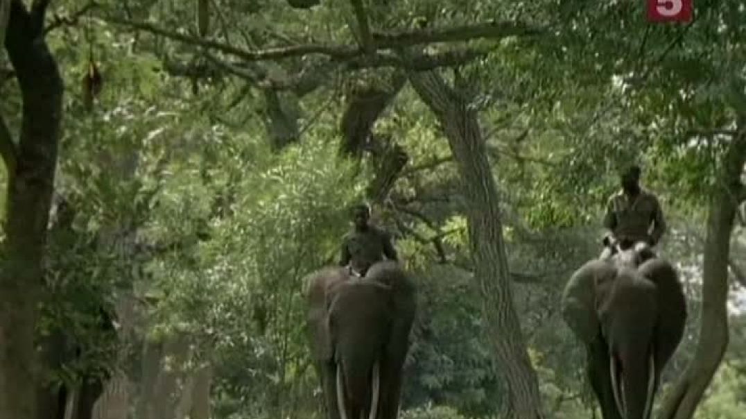 Невероятные слоны Гарамбы