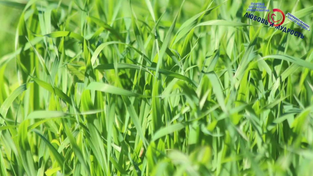 ⁣Микрогрин - зеленый суперфуд! В чем польза микрозелени и как её выращивать дома