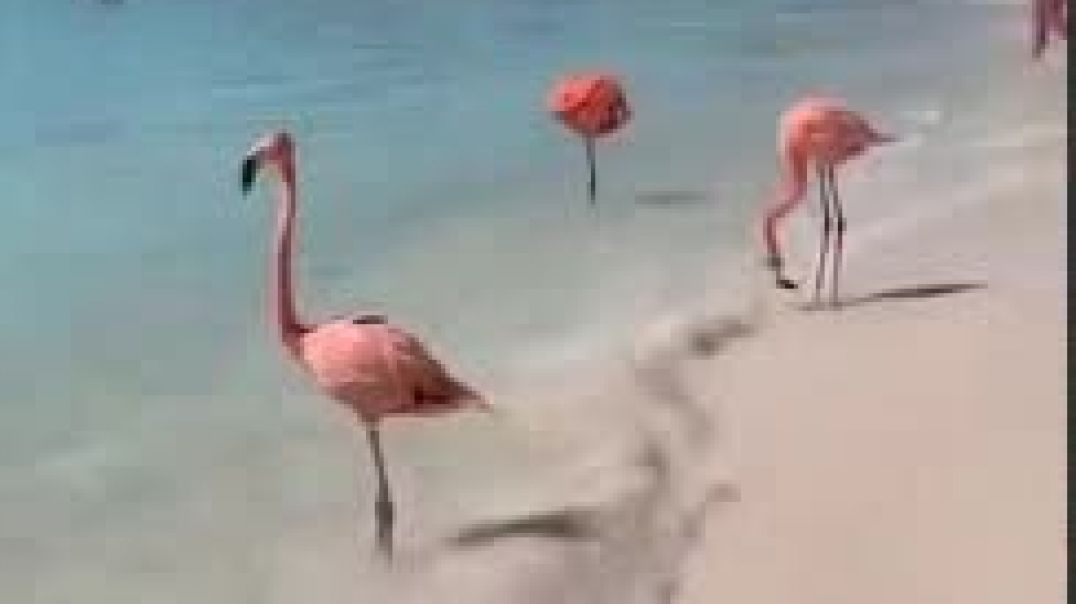 Розовый фламинго на пляже