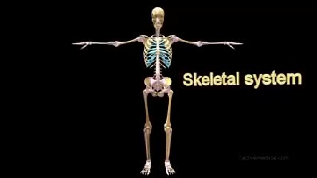 Скелетная система человека