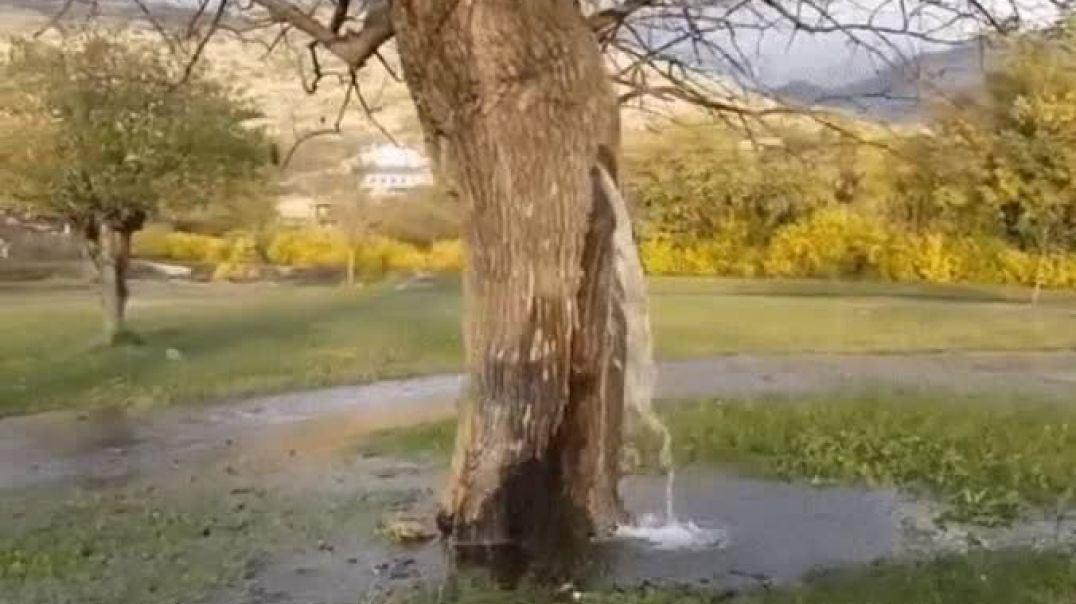 ⁣Дерево-водопад