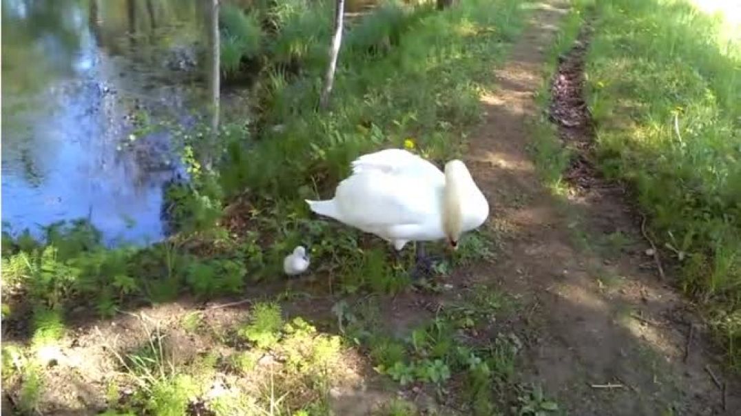 Прогулка лебедя-вдовца со своим птенцом
