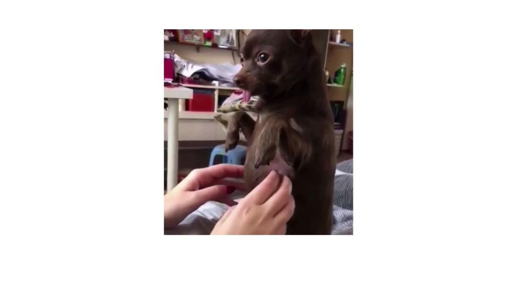 пес и массаж