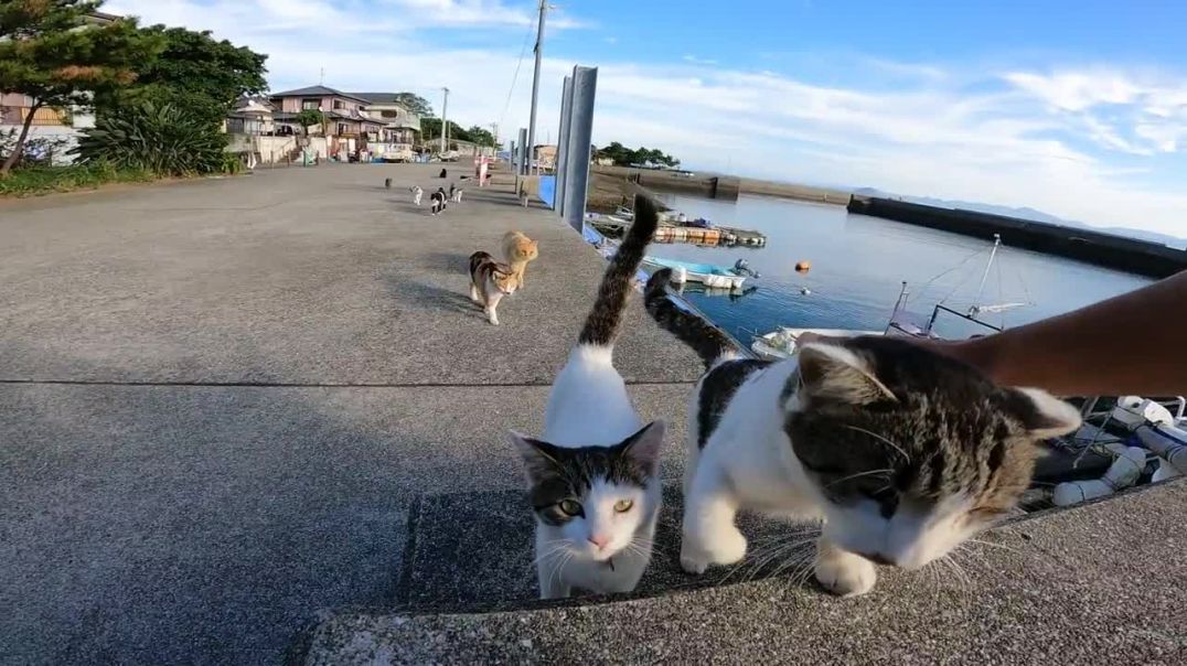 ⁣Тасиро. Кошачий остров в Японии
