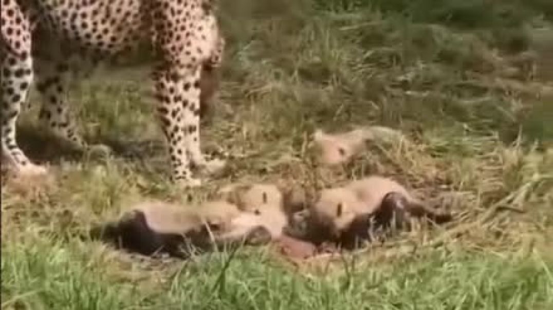 Гепард с малышами