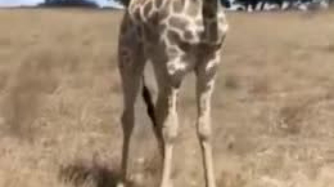 Зарядка для жирафа