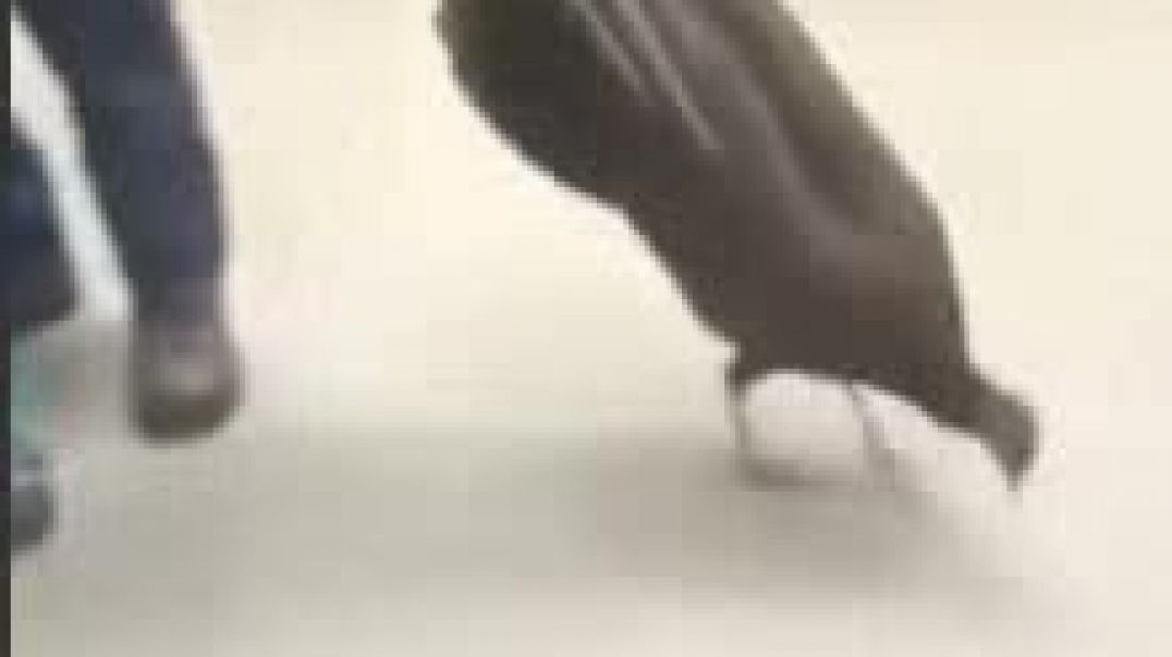 Великий танец ухаживания фазана