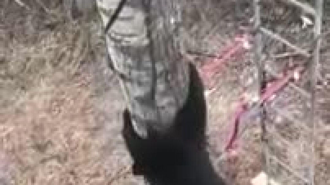 ⁣Медведь залез к охотнику на дерево