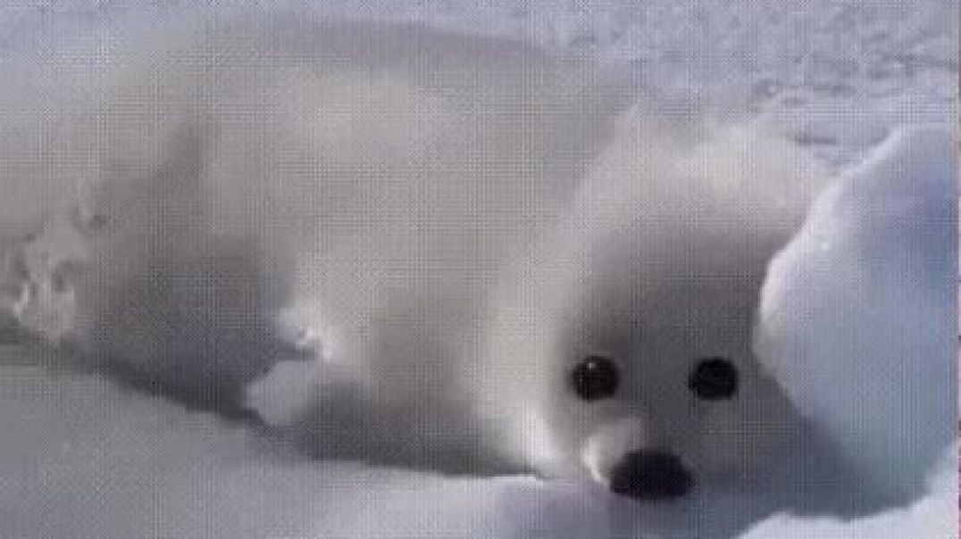 ⁣Малыш тюленя