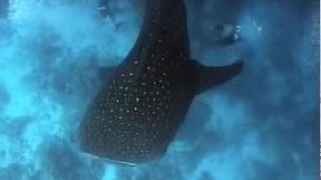 Огромная китовая акула