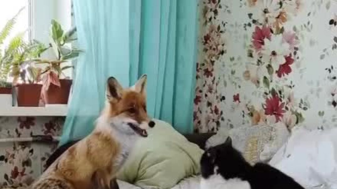 ⁣Домашний лис и кот