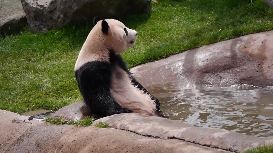 Панда купается