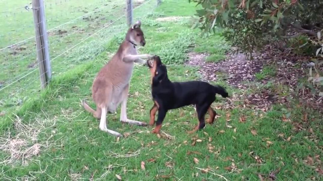 Кенгуру играет с собакой