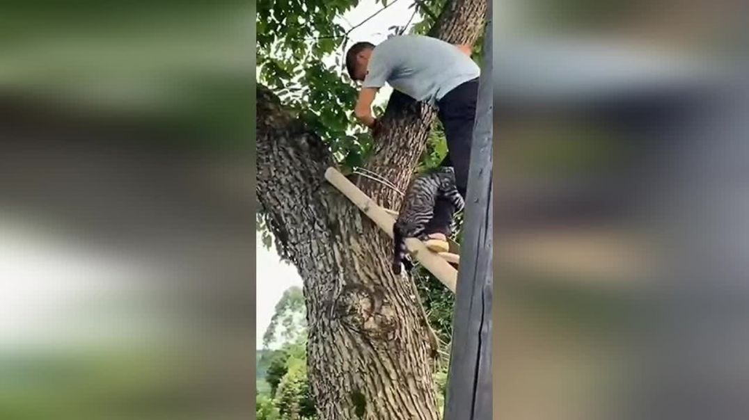Снимают кота с дерева