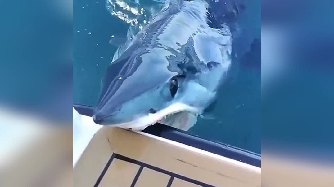 Акула пробует катер на зуб