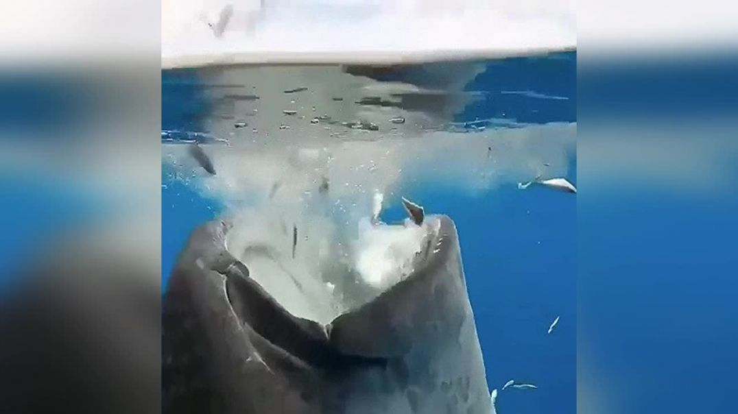 Китовая акула обедает