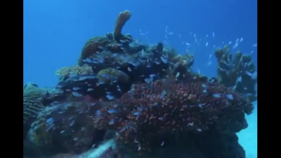Синие рыбки от опасности прячутся в кораллах