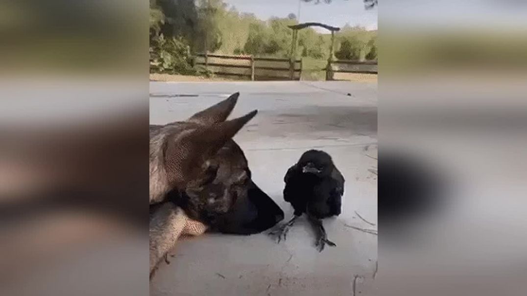 Собака дружит с вороной