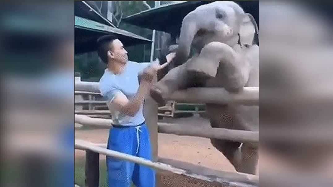 Слонёнок хочет поиграть