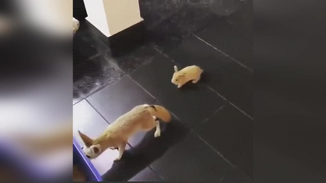 Кролик напугал лисёнка