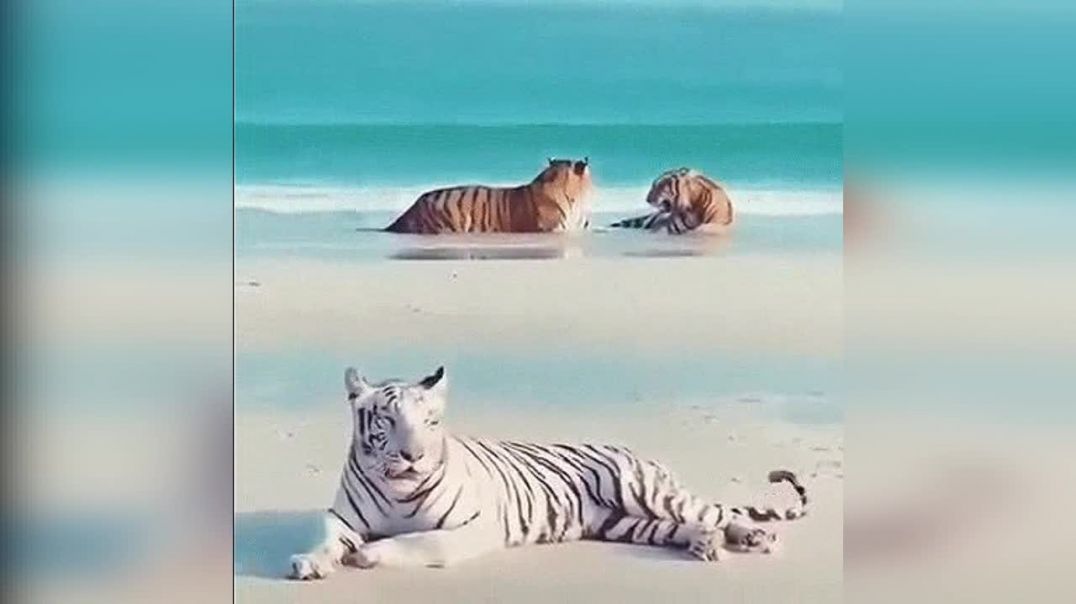 Тигры на пляже