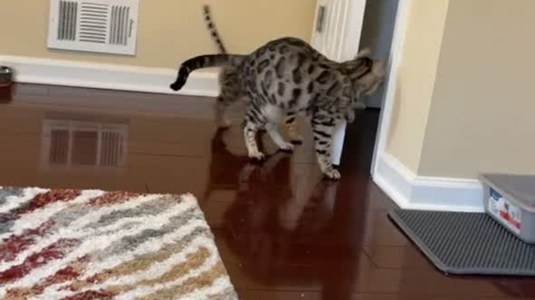 Кошка учит котёнка, как открывать дверь.