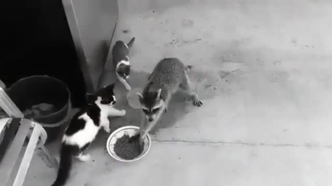 ⁣Енот ворует корм у кошек