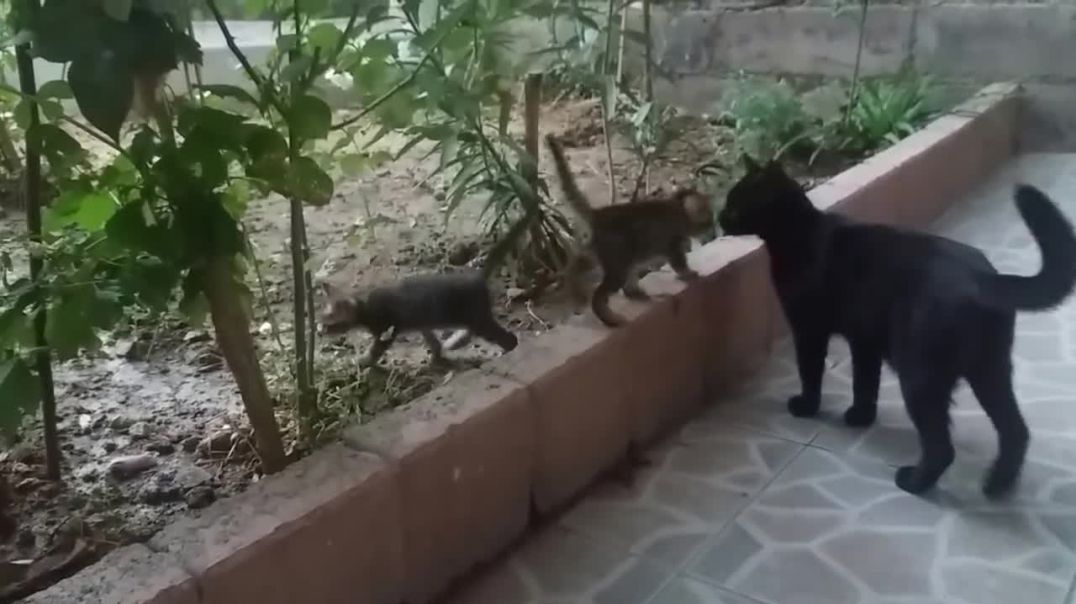 Кошка разговаривает с котятами