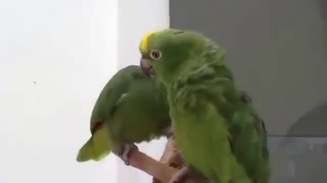 ⁣2 попугая поют на национнальном языке
