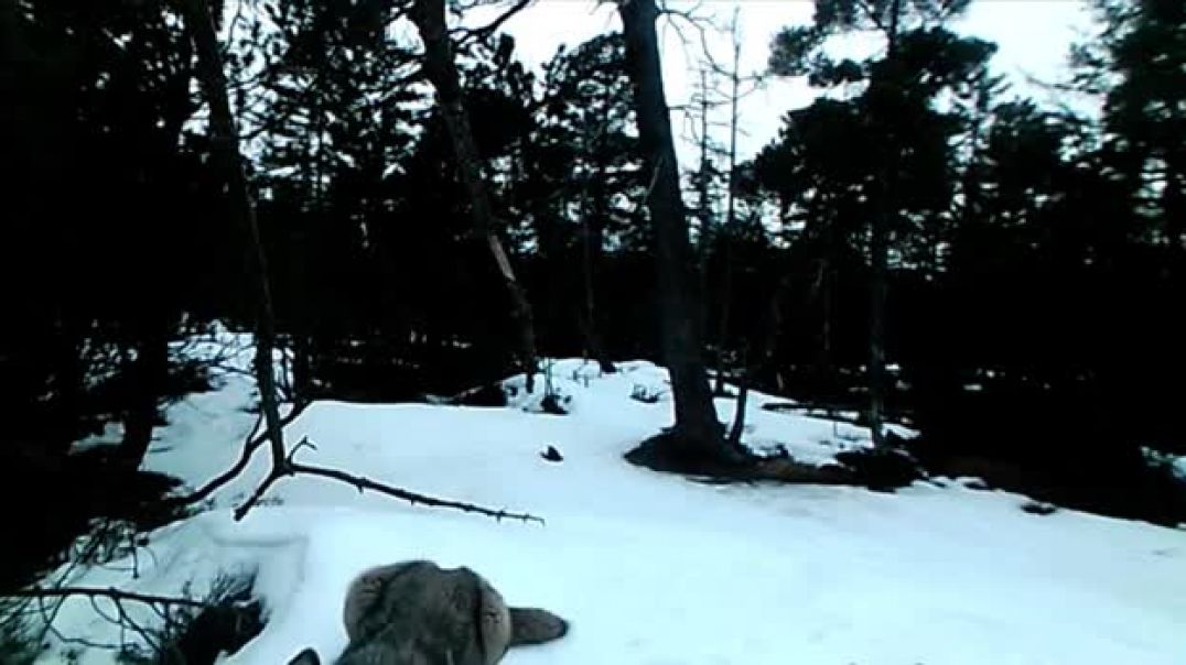 Волк играет перед фотоловушкой