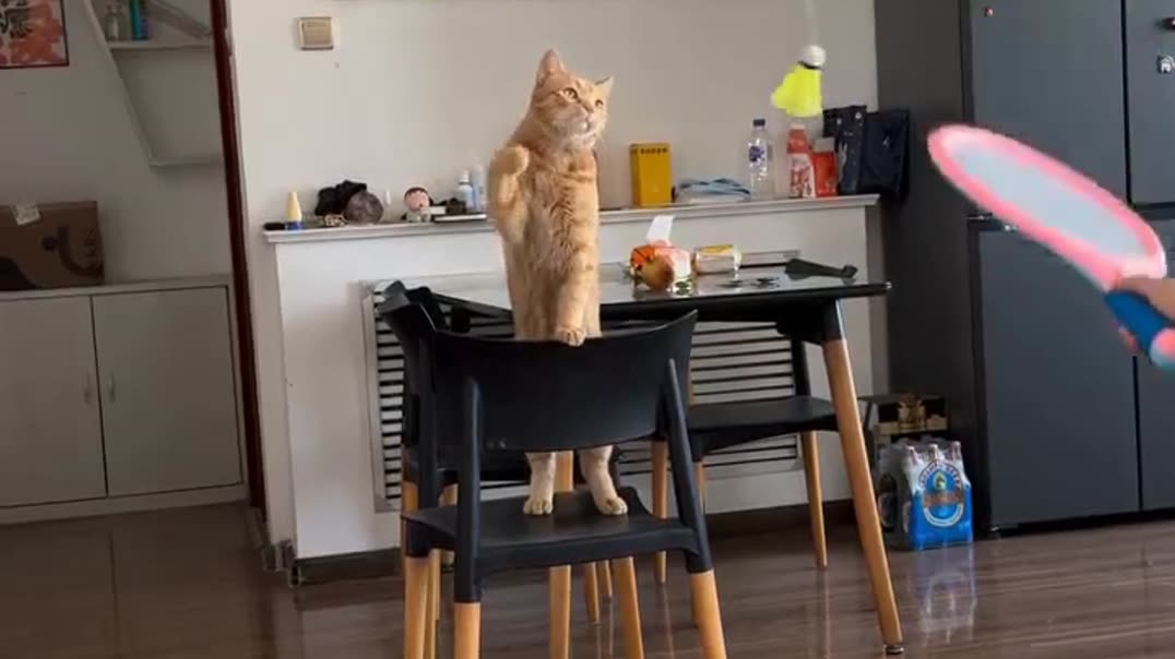 Талантливый кот играет в бадминтон 🐱🏸