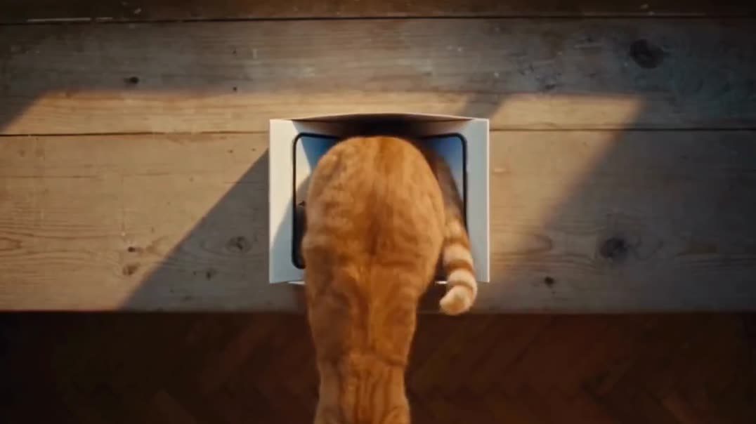 ⁣Рыжий кот копит на складной iPhone 🐈📱💰