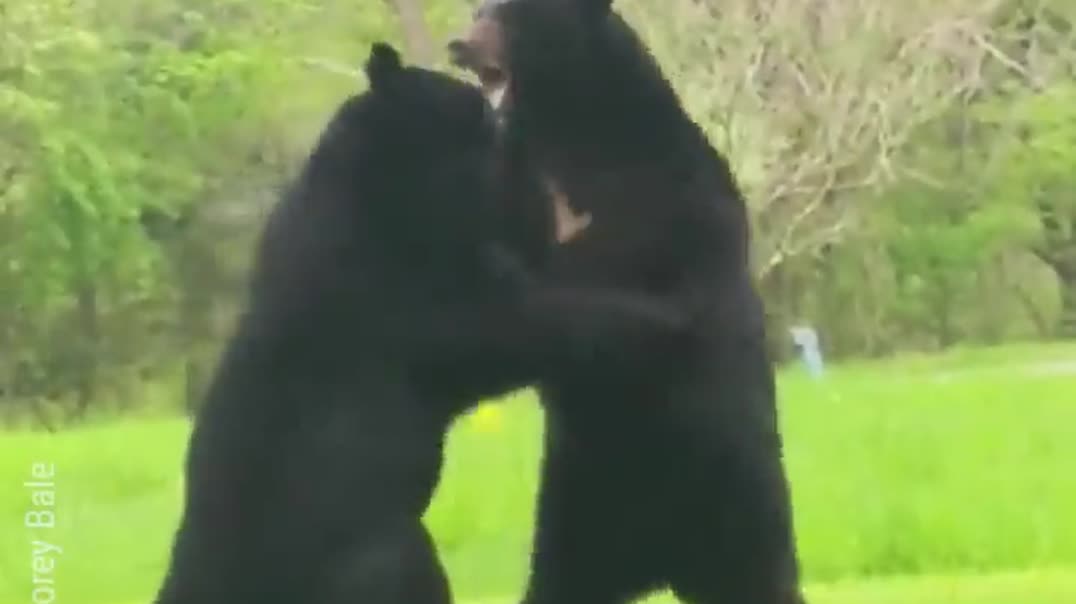 Два медведя дерутся на лужайке 🐻