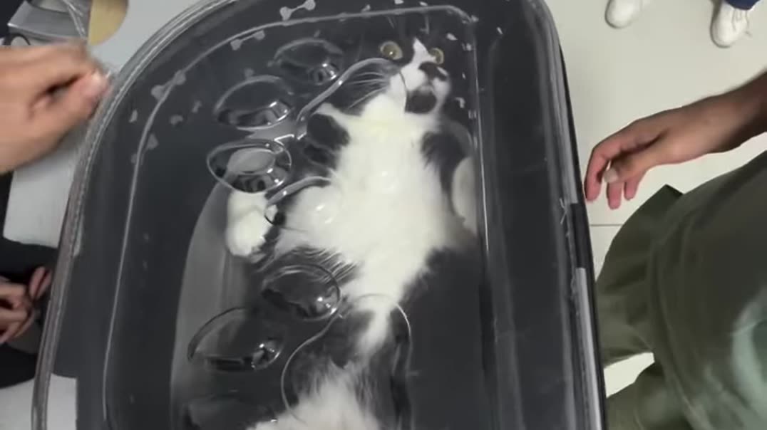⁣Забавный котик с удивленной мордочкой 🐱😲