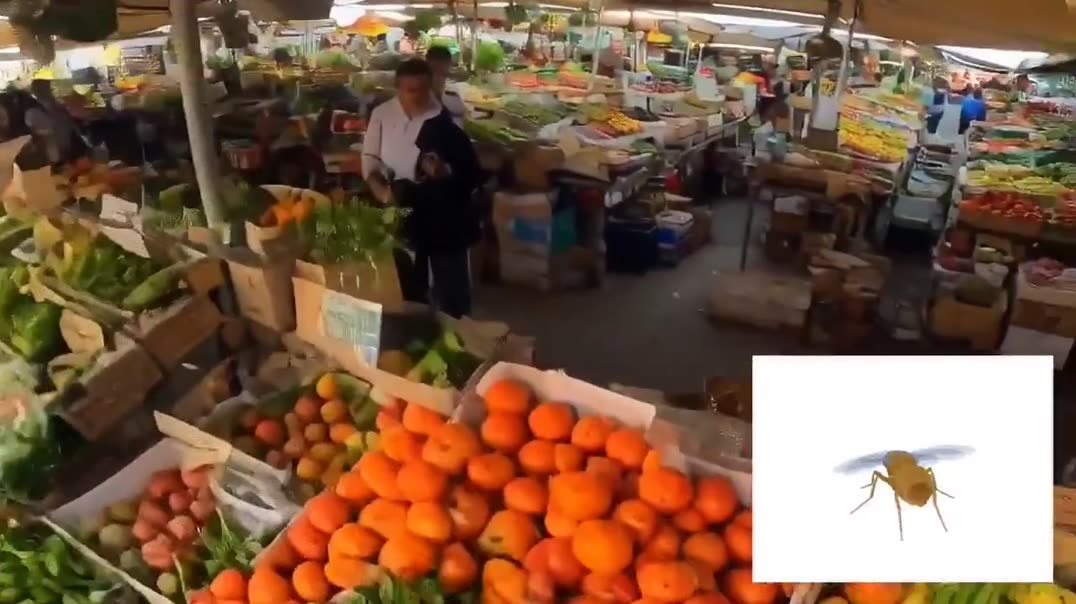 Прогулка по рынку глазами мухи