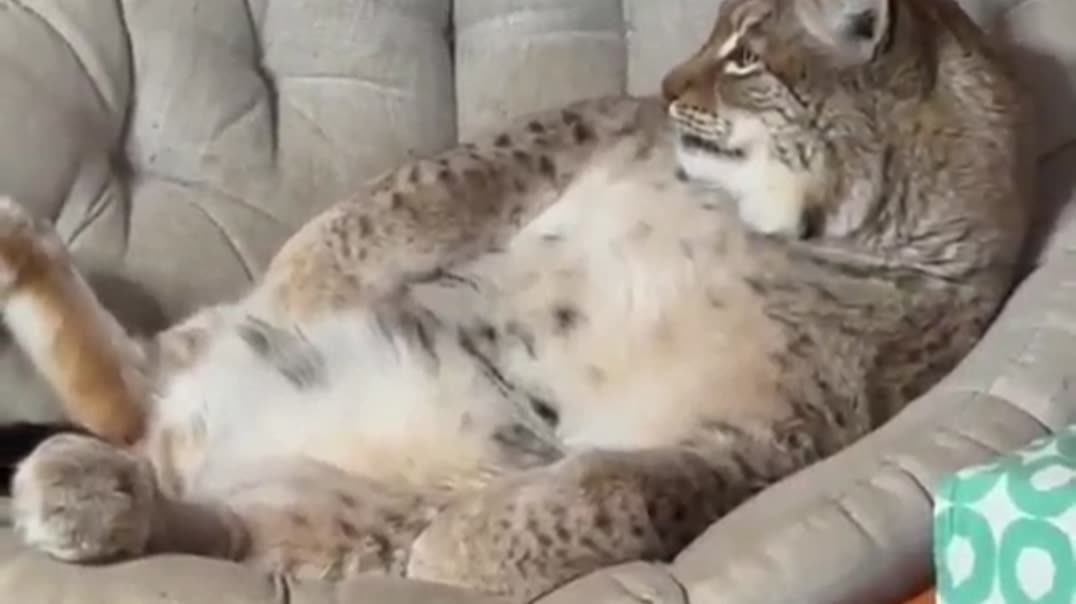 Домашняя рысь кайфует🐱🌲