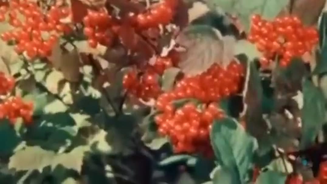 Сборник душевных песен из семидесятых