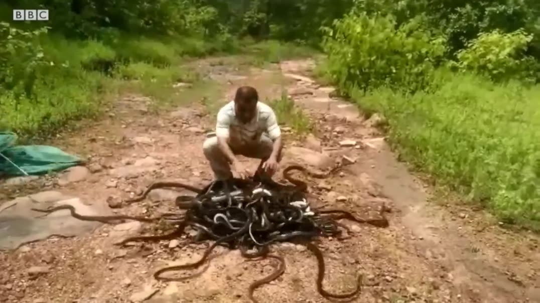 Выпуск змей на свободу 🐍🌿