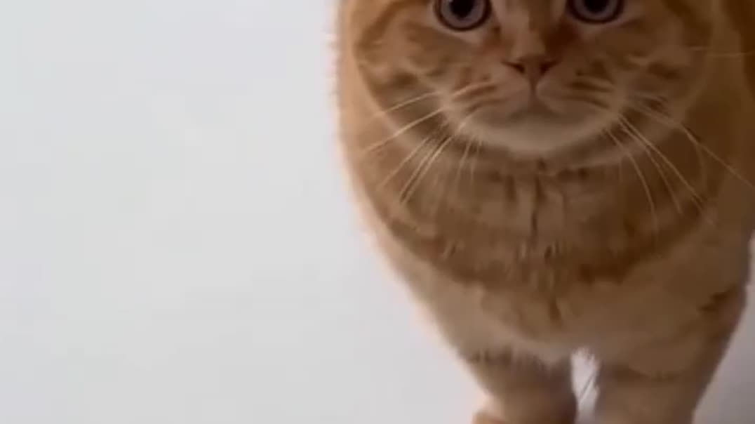 🐈 прыжки 🛋️🐾