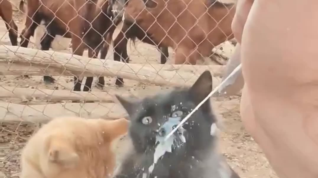 Самый милый помощник на ферме 🥛😻